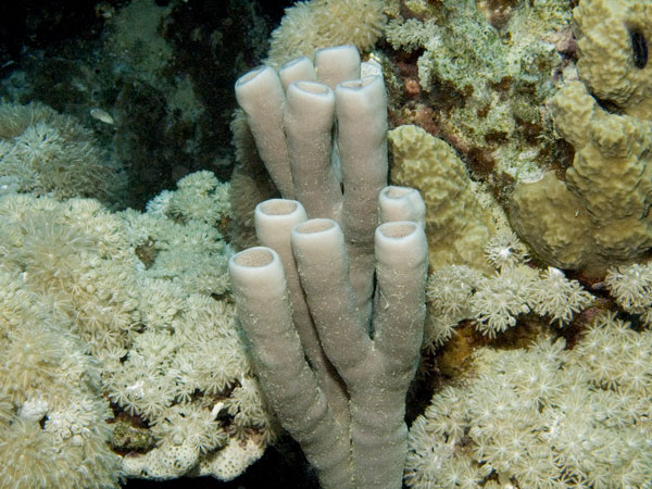 Callyspongia siphonella